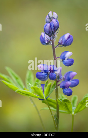 Alaska-Lupine / Lupin / Lupinus nootkatensis Nootka Banque D'Images