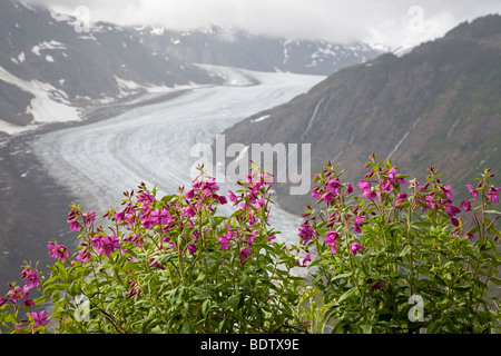 Arktisches Weidenroeschen Salmon-Gletscher & Salmon-Glacier / épilobe glanduleux & / Chamerion latifolium - (Epilobium latifolium) Banque D'Images