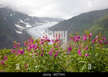 Arktisches Weidenroeschen Salmon-Gletscher & Salmon-Glacier / épilobe glanduleux & / Chamerion latifolium - (Epilobium latifolium) Banque D'Images