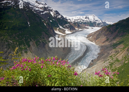 Arktisches Weidenroeschen Salmon-Gletscher & Salmon-Glacier / épilobe glanduleux & / Chamerion latifolium - (Epilobium latifolium) Banque D'Images