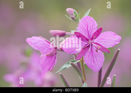 Arktisches Weidenroeschen / épilobe glanduleux / Chamerion latifolium - (Epilobium latifolium) Banque D'Images