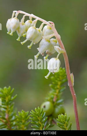 Nickendes Birngruen Wintergruen - (Nickendes) / d'un côté (côté Wintergreen - cloches) / Orthilia secunda - (Pyrola secunda) Banque D'Images