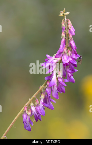 Vogelwicke / Bird / Vesce Vicia cracca Banque D'Images