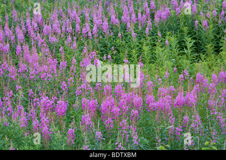Schmalblaettriges Weidenroeschen / Fireweed - Blooming (Sally) / Chamerion angustifolium - (Epilobium angustifolium) Banque D'Images