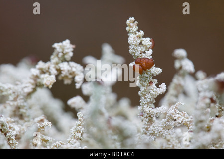 Stereocaulon spathuliferum Flechte - (Lichen) / Neige / spathuliferum Stereocaulon Banque D'Images