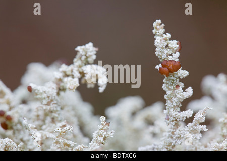 Stereocaulon spathuliferum Flechte - (Lichen) / Neige / spathuliferum Stereocaulon Banque D'Images