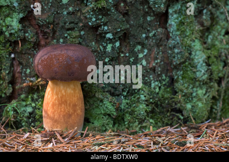 Maronenroehrling - (Maron) / / Boletus badius bolets Bay - (Xerocomus badius) Banque D'Images