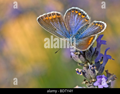 Blaeulinge, Lycaenidae, gossamer papillons à ailes Banque D'Images