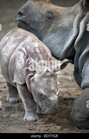Panzernashorn, Rhinocerus unicornis, rhinocéros unicorne de l'Inde, l'Allemagne, en captivité, 3 Wochen altes Jungtier, 3 semaines cub Banque D'Images