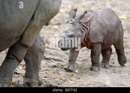 Panzernashorn, Rhinocerus unicornis, rhinocéros unicorne de l'Inde, l'Allemagne, en captivité, 3 Wochen altes Jungtier, 3 semaines cub Banque D'Images