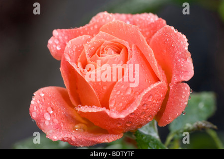 Rote Rose mit Wassertropfen, red rose avec goutte d'eau, Banque D'Images