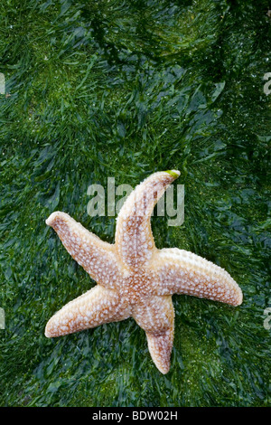 «Seestern / étoile de mer commune Asterias rubens / Banque D'Images
