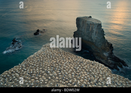 Le Fou de Bassan niche sur des falaises en partie même off-shore, Muriwai Regional Park, Auckland, île du Nord, Nouvelle-Zélande Banque D'Images