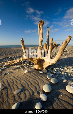 Driftwood par la puissance de l'eau sculpté magnifiquement driftwood lavé à terre à Gillespies Beach. Banque D'Images