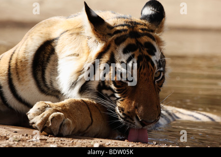 Indischer tiger, koenigstiger, Panthera tigris tigris, indien, asien, royal tigre du Bengale, Inde, Asie Banque D'Images