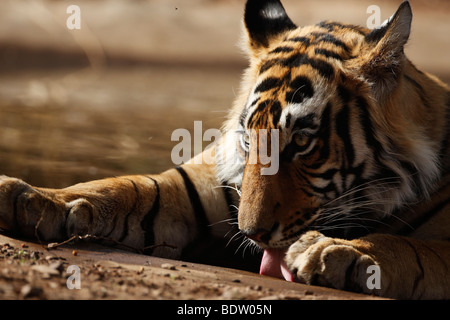 Indischer tiger, koenigstiger, Panthera tigris tigris, indien, asien, royal tigre du Bengale, Inde, Asie Banque D'Images