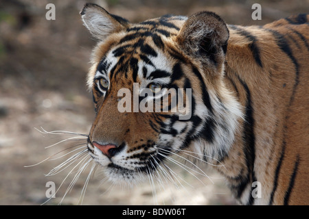 Indischer tiger, koenigstiger, Panthera tigris tigris, indien, asien, royal tigre du Bengale, Inde, Asie Banque D'Images