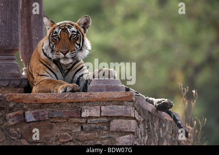 Indischer tiger, koenigstiger, Panthera tigris tigris, indien, asien, royal tigre du Bengale, Inde, Asie Banque D'Images