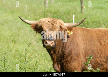 Scottish Highland cattle, Schottisches Hochlandrind Banque D'Images