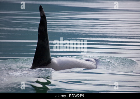 Orca fin qui dépasse de la surface de l'eau Banque D'Images