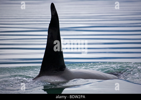 Orca fin qui dépasse de la surface de l'eau Banque D'Images