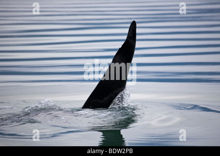 Orca fin qui dépasse de la surface de l'eau Banque D'Images