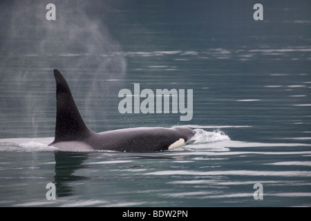 Orca fin qui dépasse de la surface de l'eau Banque D'Images