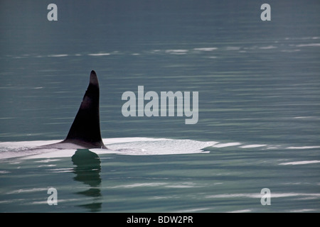 Orca fin qui dépasse de la surface de l'eau Banque D'Images