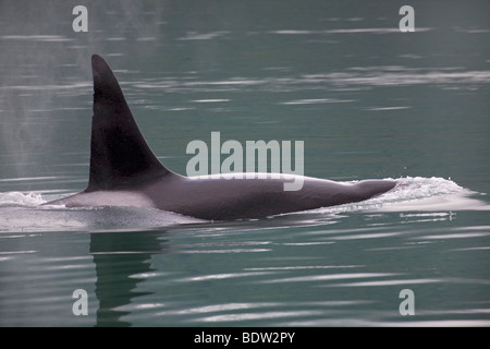 Orca fin qui dépasse de la surface de l'eau Banque D'Images