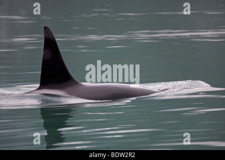 Orca fin qui dépasse de la surface de l'eau Banque D'Images