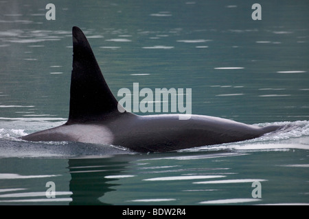 Orca fin qui dépasse de la surface de l'eau Banque D'Images