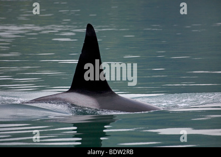 Orca fin qui dépasse de la surface de l'eau Banque D'Images