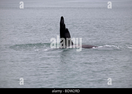 Orca fin qui dépasse de la surface de l'eau Banque D'Images