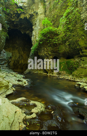 Ruakuri Bush et Scenic Reserve, Waitomo, King Pays, île du Nord, Nouvelle-Zélande Banque D'Images