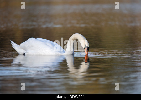 - Hoeckerschwan/ Maennchen - Cygne tuberculé (Cygnus olor) mâle Banque D'Images