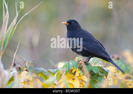 Blackbird - Turdus merula (mâle) Banque D'Images
