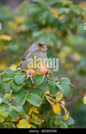 Gruenling - Maennchen, Verdier - hommes & Rugosa Rose (Carduelis chloris) Banque D'Images