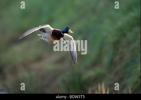Un canard en vol Banque D'Images