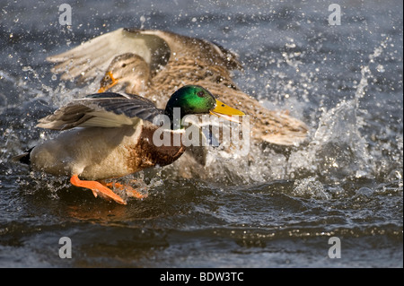 La parade nuptiale chez les canards Banque D'Images