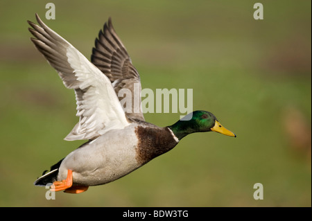 Un canard volant Banque D'Images