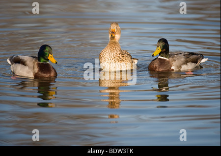 La parade nuptiale chez les canards Banque D'Images
