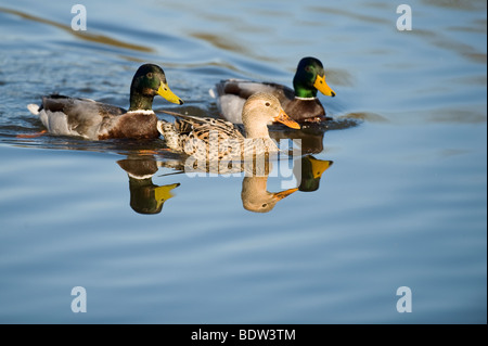 La parade nuptiale chez les canards Banque D'Images