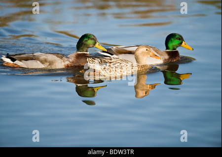 La parade nuptiale chez les canards Banque D'Images