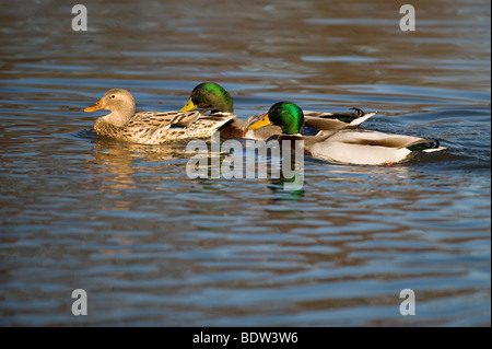 La parade nuptiale chez les canards Banque D'Images