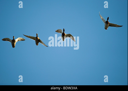 Quatre canards à l'envol Banque D'Images