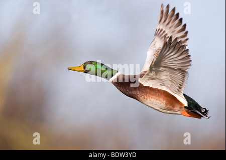 Un vol de canards Banque D'Images