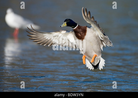 Un vol de canards Banque D'Images