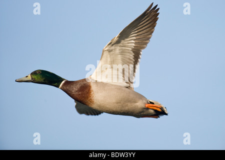 Un vol de canards Banque D'Images