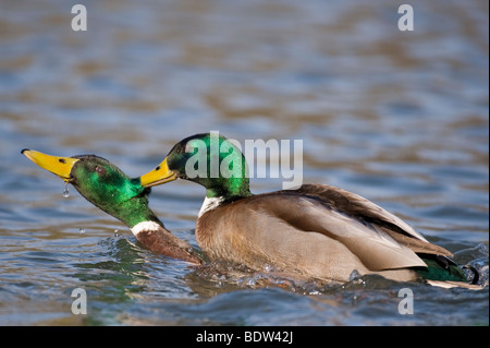 Deux canards de combats Banque D'Images