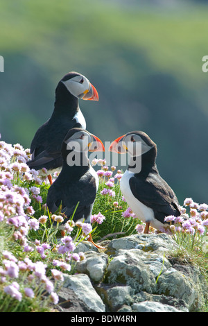 Groupe des macareux moines (Fratercula arctica) en Thrift Armeria maritima. L'Écosse. Banque D'Images